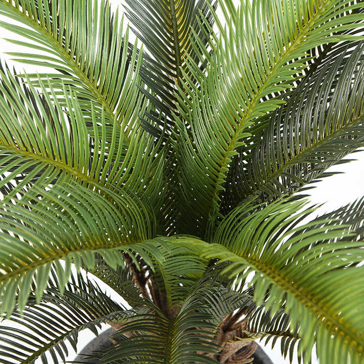 Palmera Glow