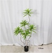 Verdant Echo Bonsai Tree