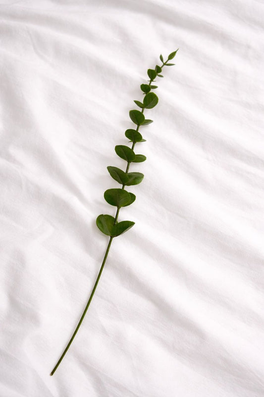 Eucalara Silk